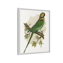 Alexandrine Parakeet (Psittacula eupatria) colored wood-engraved plate by Alexander Francis Lydon.