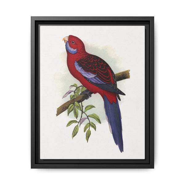 Pennant's Parrakeet (Platycercus elegans) colored wood-engraved plate by Alexander Francis Lydon - NOMADEN ART GALLERY
