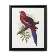 Pennant's Parrakeet (Platycercus elegans) colored wood-engraved plate by Alexander Francis Lydon - NOMADEN ART GALLERY