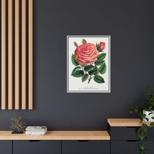 Pink rose, Glorie de Dijon lithograph. Digitally enhanced from our own original 1900 edition plates of Botanical Specimen published by Rochester Lithographing