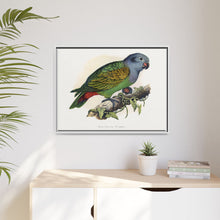 Red-Vented Parrot (Amazona martinicana) colored wood-engraved plate by Alexander Francis Lydon