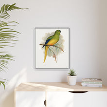 Elegant Parrakeet (Neophema elegans) colored wood-engraved plate by Alexander Francis Lydon