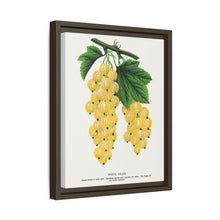 White Grape Lithograph | Vintage Botanical Wall Art Print