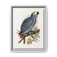 Grey Parrot (Psittacus erithacus) colored wood-engraved plate by Alexander Francis Lydon. - NOMADEN ART GALLERY