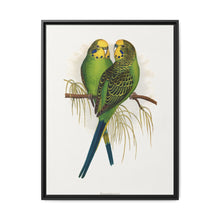 Budgerigar (Melopsittacus undulatus) colored wood-engraved plate by Alexander Francis Lydon - NOMADEN ART GALLERY