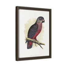 Dusky or Violet Parrot (Pionus fuscus) colored wood-engraved plate by Alexander Francis Lydon.