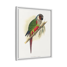 Placa xilográfica coloreada de la cotorra orejiblanca (Pyrrhura leucotis) de Alexander Francis Lydon 