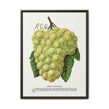 Green Mountain grape lithograph. Digitally enhanced from our own original 1900 edition plates of Botanical Specimen published by Rochester Lithographing - NOMADEN ART GALLERY