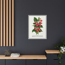Cuthbert raspberry lithograph. Digitally enhanced from our own original 1900 edition plates of Botanical Specimen published by Rochester Lithographing