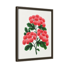 Paul's New Double Flowering Thorn lithograph. Digitally enhanced from our own original 1900 edition plates of Botanical Specimen published by Rochester Lithographing