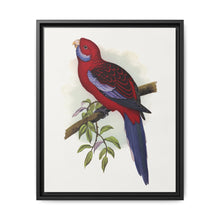 Pennant's Parrakeet (Platycercus elegans) colored wood-engraved plate by Alexander Francis Lydon - NOMADEN ART GALLERY