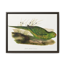 Green Ground Parrot (Pezoporus wallicus) colored wood-engraved plate by Alexander Francis Lydon - NOMADEN ART GALLERY