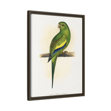 Canary-Winged Conure ( Brotogeris versicolurus) colored wood-engraved plate by Alexander Francis Lydon