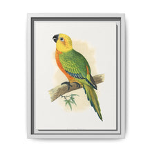 Jendaya Conure (Aratinga jandaya) colored wood-engraved plate by Alexander Francis Lydon. - NOMADEN ART GALLERY