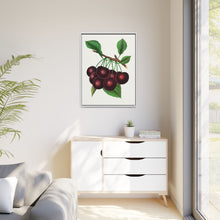 Black Tartarian cherry lithograph. Digitally enhanced from our own original 1900 edition plates of Botanical Specimen published by Rochester Lithographing