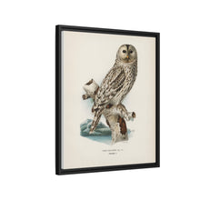 Strix uralensis ♀ illustrated by the von Wright brothers from our own 1929 folio version of Svenska Fåglar Efter Naturen Och Pa Sten Ritade - NOMADEN ART GALLERY