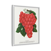 Vergennes grape lithograph. Digitally enhanced from our own original 1900 edition plates of Botanical Specimen published by Rochester Lithographing