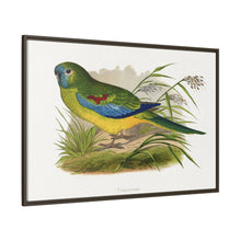 Turquoisine (Neophema pulchella) colored wood-engraved plate by Alexander Francis Lydon