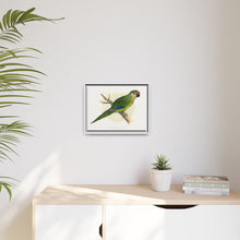 Golden-Crowned Conure (Aratinga auricapillus) colored wood-engraved plate by Alexander Francis Lydon