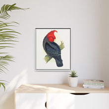 Gang-Gang Cockatoo (Callocephalon fimbriatum) colored wood-engraved plate by Alexander Francis Lydon