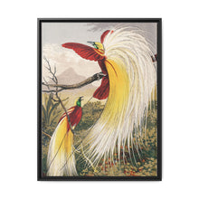 Birds of Paradise: Vintage Natural History Art by Benjamin Fawcett (1808 - 1893) - NOMADEN ART GALLERY