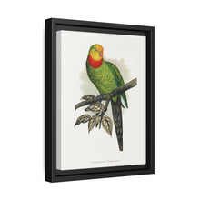Barraband's Parakeet (Polytelis swainsonii) colored wood-engraved plate by Alexander Francis Lydon - NOMADEN ART GALLERY