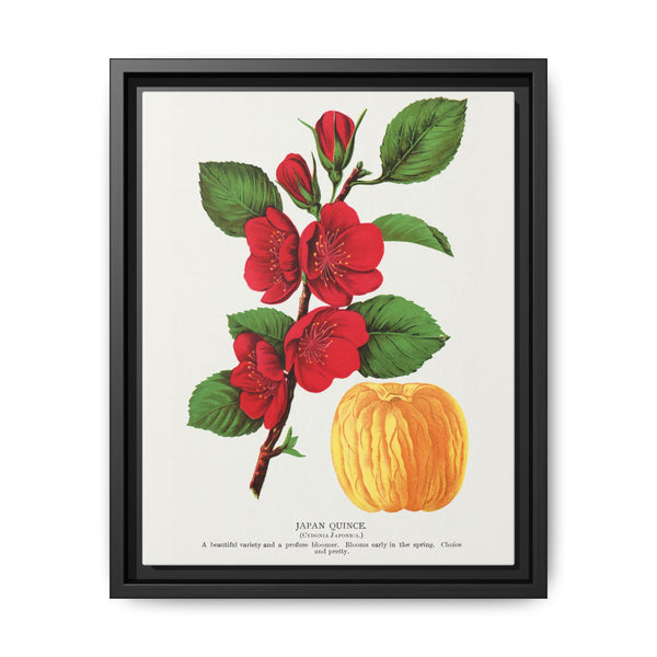 Japan Quince tree lithograph. Digitally enhanced from our own original 1900 edition plates of Botanical Specimen published by Rochester Lithographing - NOMADEN ART GALLERY