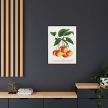 Gov Wood cherry lithograph. Digitally enhanced from our own original 1900 edition plates of Botanical Specimen published by Rochester Lithographing