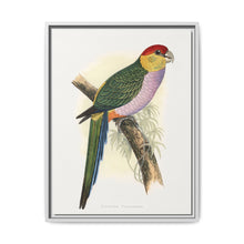 Pileated Parrakeet (Pionopsitta pileata) colored wood-engraved plate by Alexander Francis Lydon. - NOMADEN ART GALLERY