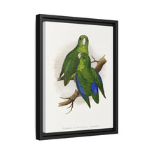 Passerine or Blue-winged Parrakeet (Psittacula columboides) colored wood-engraved plate by Alexander Francis Lydon
