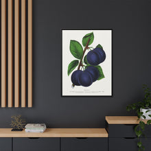 Niagara plum lithograph. Digitally enhanced from our own original 1900 edition plates of Botanical Specimen published by Rochester Lithographing