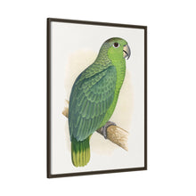 Mealy Amazon (Amazona farinosa) colored wood-engraved plate by Alexander Francis Lydon