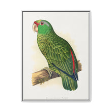 Many-Coloured Parrakeet (Psephotellus varius) colored wood-engraved plate by Alexander Francis Lydon - NOMADEN ART GALLERY