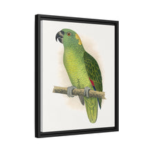 Lydon's Yellow-Naped Amazon | Vintage Parrot Wall Art Print