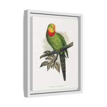 Barraband's Parakeet (Polytelis swainsonii) colored wood-engraved plate by Alexander Francis Lydon