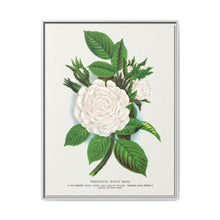 Rose, Perpetual White Moss lithograph. Digitally enhanced from our own original 1900 edition plates of Botanical Specimen published by Rochester Lithographing - NOMADEN ART GALLERY