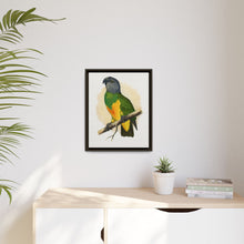 Senegal Parrot (Poicephalus senegalus) colored wood-engraved plate by Alexander Francis Lydon.