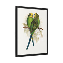 Budgerigar (Melopsittacus undulatus) colored wood-engraved plate by Alexander Francis Lydon