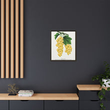White Grape Lithograph | Vintage Botanical Wall Art Print