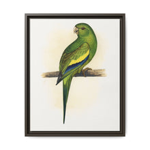 Canary-Winged Conure ( Brotogeris versicolurus) colored wood-engraved plate by Alexander Francis Lydon - NOMADEN ART GALLERY