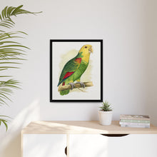 Double-Fronted or Le Vaillant's Amazon (Amazona oratrix) colored wood-engraved plate by Alexander Francis Lydon.