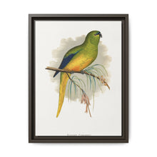 Elegant Parrakeet (Neophema elegans) colored wood-engraved plate by Alexander Francis Lydon - NOMADEN ART GALLERY