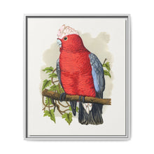 Rose-Breasted Cockatoo (Eolophus roseicapillus) colored wood-engraved plate by Alexander Francis Lydon. - NOMADEN ART GALLERY