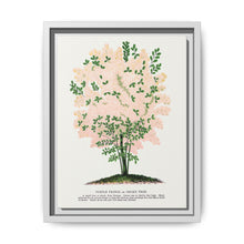 Purple Fringe tree lithograph. Digitally enhanced from our own original 1900 edition plates of Botanical Specimen published by Rochester Lithographing - NOMADEN ART GALLERY