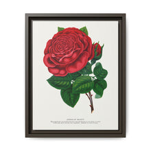 Red rose, American Beauty lithograph. Digitally enhanced from our own original 1900 edition plates of Botanical Specimen published by Rochester Lithographing - NOMADEN ART GALLERY