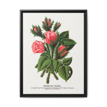 Pink roses, Crested Moss lithograph. Digitally enhanced from our own original 1900 edition plates of Botanical Specimen published by Rochester Lithographing - NOMADEN ART GALLERY