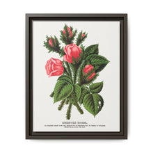 Pink roses, Crested Moss lithograph. Digitally enhanced from our own original 1900 edition plates of Botanical Specimen published by Rochester Lithographing - NOMADEN ART GALLERY
