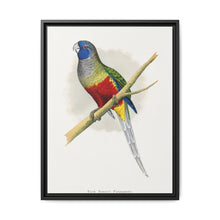 Blue Bonnet Parrakeet (Northiella haematogaster) colored wood-engraved plate by Alexander Francis Lydon. - NOMADEN ART GALLERY