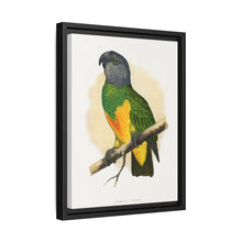 Senegal Parrot (Poicephalus senegalus) colored wood-engraved plate by Alexander Francis Lydon.