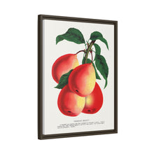 Vermont Beauty pear lithograph. Digitally enhanced from our own original 1900 edition plates of Botanical Specimen published by Rochester Lithographing